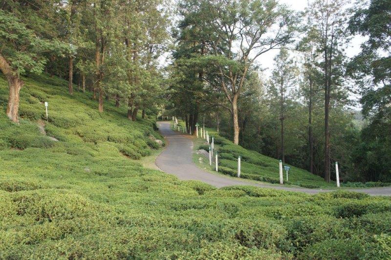 Tea Garden Strolls: Beauty in Every Step